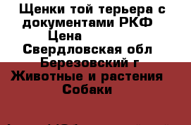 Щенки той терьера с документами РКФ › Цена ­ 15 000 - Свердловская обл., Березовский г. Животные и растения » Собаки   